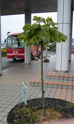 しばらく見ないうちに、こんなに・・・