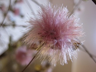 不思議な花