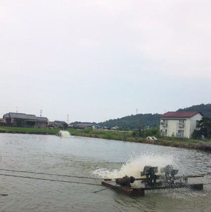 さらば玉ねぎの国