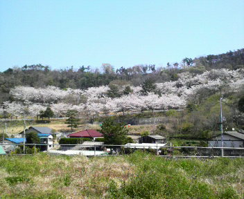 久しぶりのエビフライ