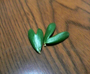 島ネタあれこれ