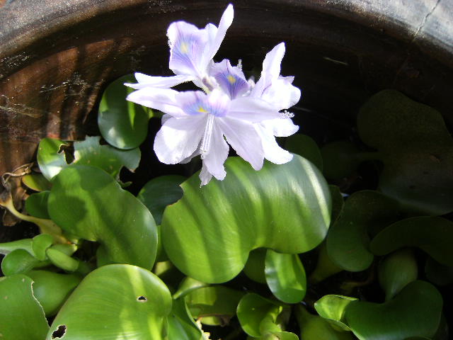 浮き草とかえる