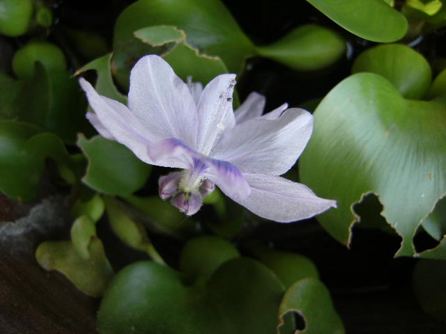 浮き草とかえる