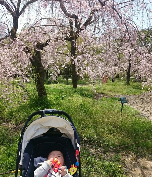 僕としだれ桜 僕としだれ桜