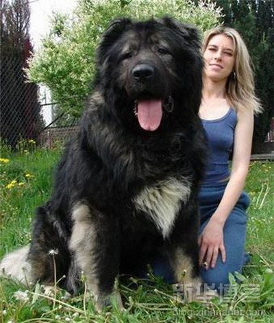 犬がめっちゃデカイ件