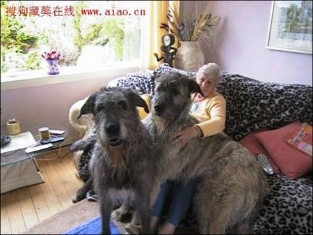 犬がめっちゃデカイ件