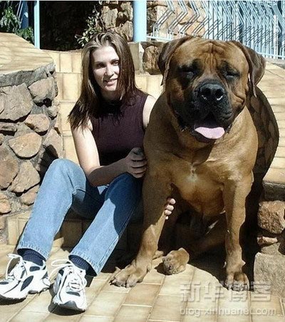 犬がめっちゃデカイ件