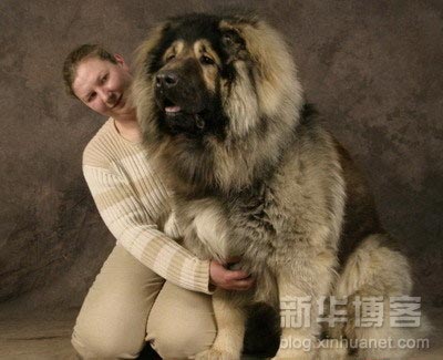 犬がめっちゃデカイ件