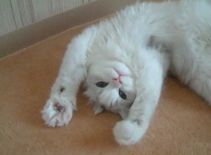 グーパーする猫