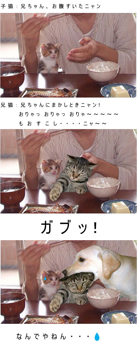 猫兄弟の災難