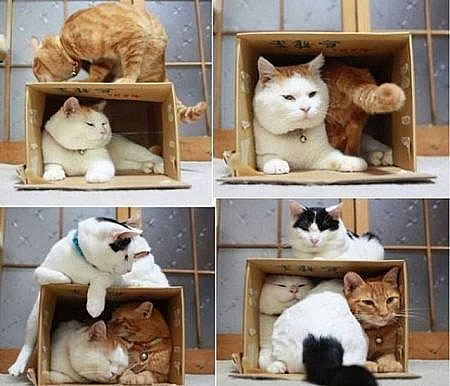 猫は箱が大好きって画像