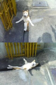 動物でワロタ画像(´Д`;)