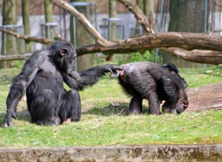 動物でワロタ画像(´Д`;)