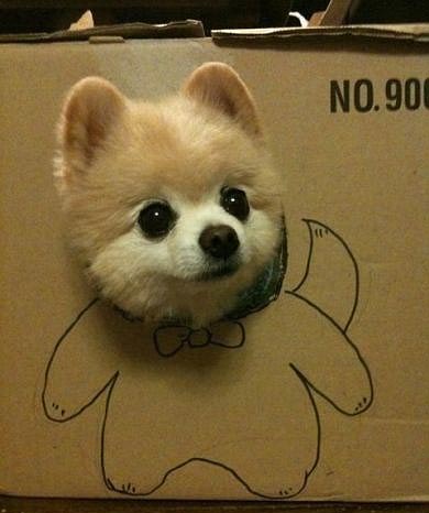 動物でワロタ画像(´Д`;)