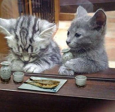動物でワロタ画像(´Д`;)