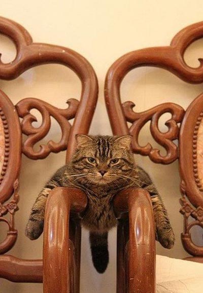 動物でワロタ画像(´Д`;)