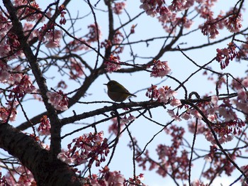綾歌町の寒桜!