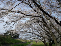 香東川の桜。