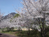 橘ノ丘総合運動公園の桜。