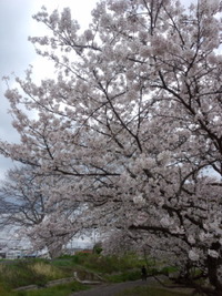香東川の桜～その２～
