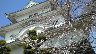 丸亀城と桜。