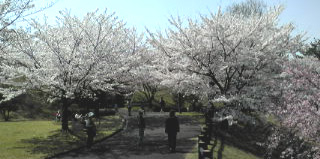 さぬき空港公園の桜とお弁当。