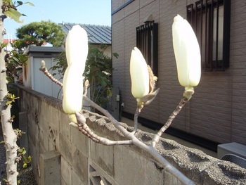 ウグイスとタケノコ