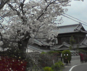 名残桜のほのぼの