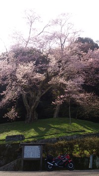 お花見ツーリング　2014　その②