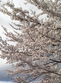 散る前に