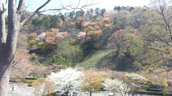 花見に