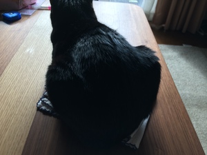 ネコって。。