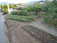 家庭菜園へ種まき!!