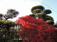 紅葉見ごろ!!