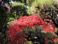 紅葉見ごろ!!