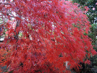 紅葉見ごろ!!