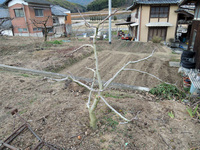無花果剪定!!