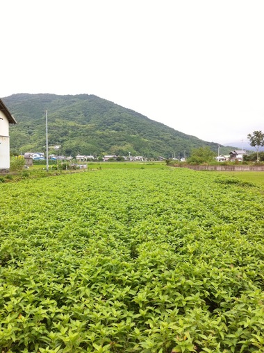 阿波藍のこれからと藍農家のこれから