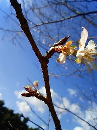 桜の花が？！アルファ津田