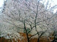 花に浮かれて！