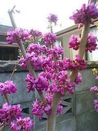 花蘇芳（はなずおう）