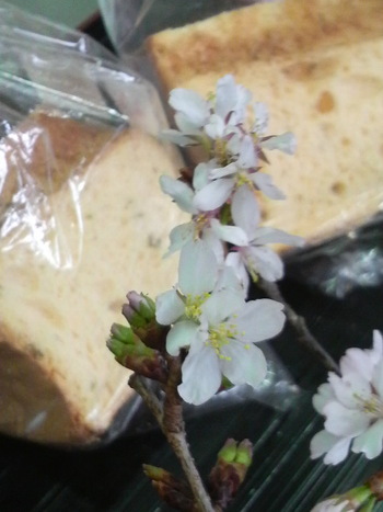 さくらのシフォンケーキ