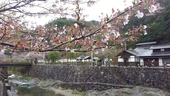塩江さくらまつりは