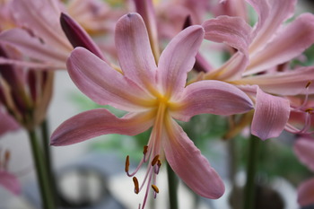 可愛らしいピンクの花