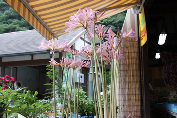 可愛らしいピンクの花