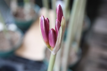 可愛らしいピンクの花