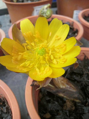 花言葉は永久の幸福