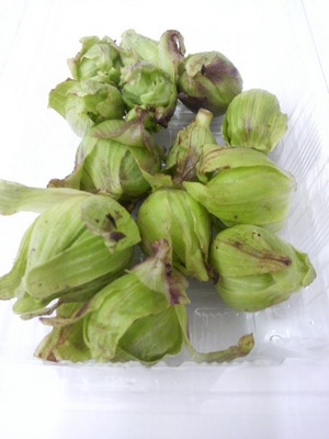 ふきのとうが野菜売り場に