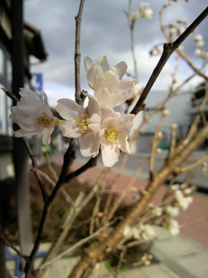 桜の花が咲いてます
