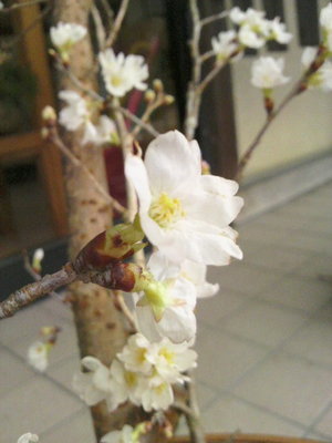 桜の花が咲いてます